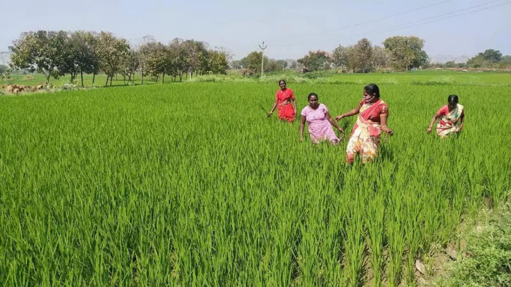 Agricultural Activities Gain Momentum with Seasonal Cultivation image